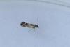 Glyphipterix sp.